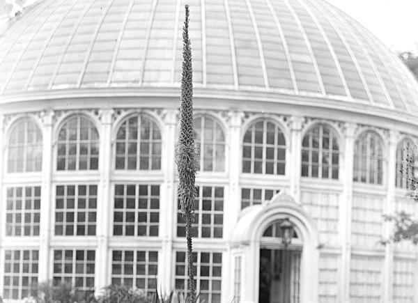 A black and white photograph of a large greenhouse