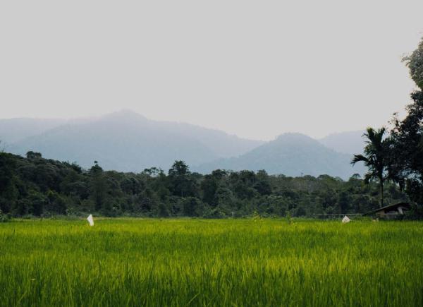 Green grass field near green trees under white sky during daytime.