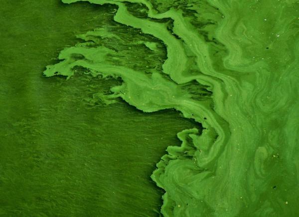 Water made green through blooms of ivy