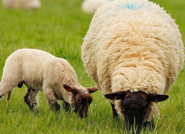 Sheep and lamb eating grass in field