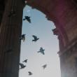 Birds in flight in a gothic doorway
