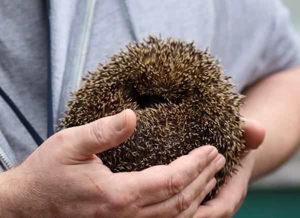 person's hands holding a hedgehog curled in a ball