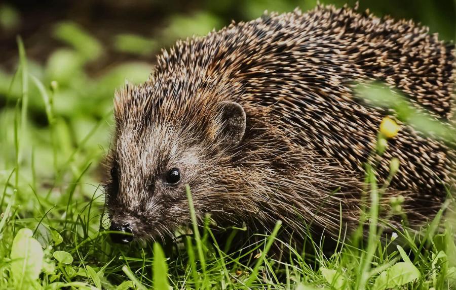 A hedgehog walking through a grassy landscape