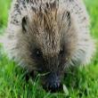 hedgehog sitting on grass