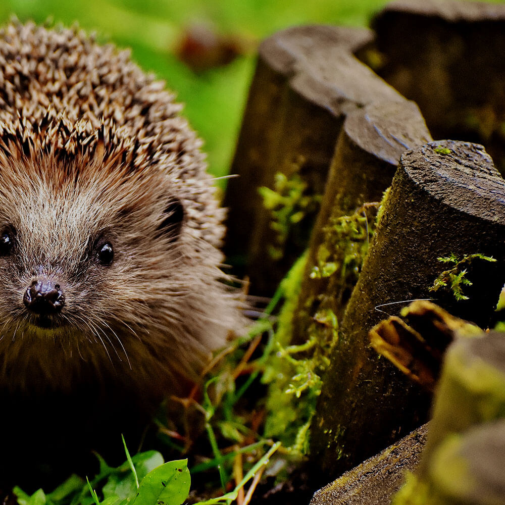 Hedgehog on green moss near wooden border