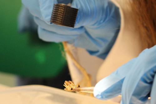 A student holds a tiny rodent skull found in an owl pellet