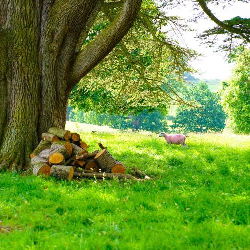 A pink sheep stood in a field under a tree