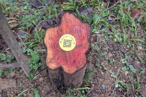 A tree stump with a QR code on it