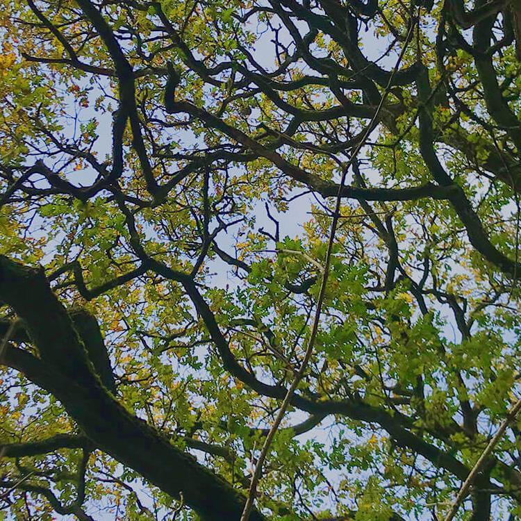 View of many interlocking tree branches from below with blue sky beyond
