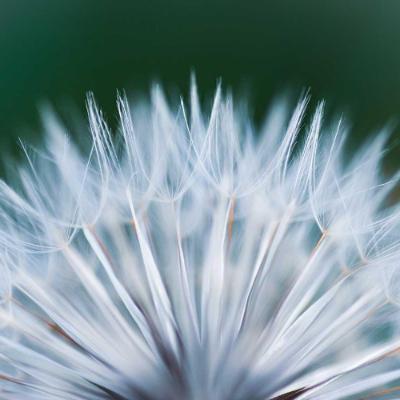 A close up of a dandelion seed head