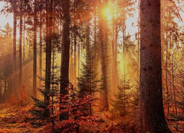 Sunshine in forest2