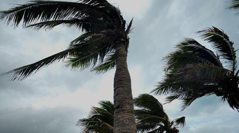 Palm trees during a hurricane
