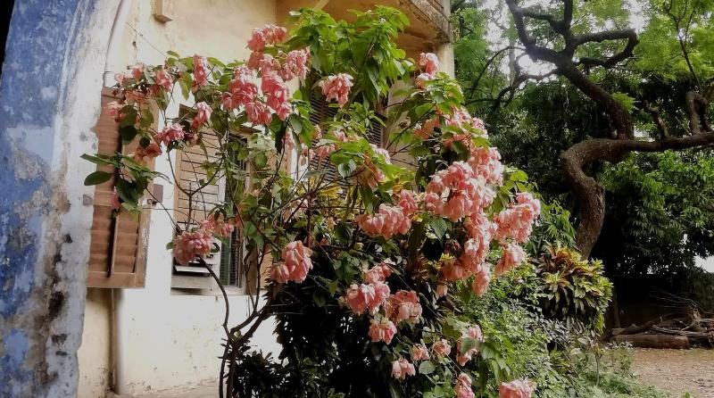  Pink petaled flower growing near a large tree