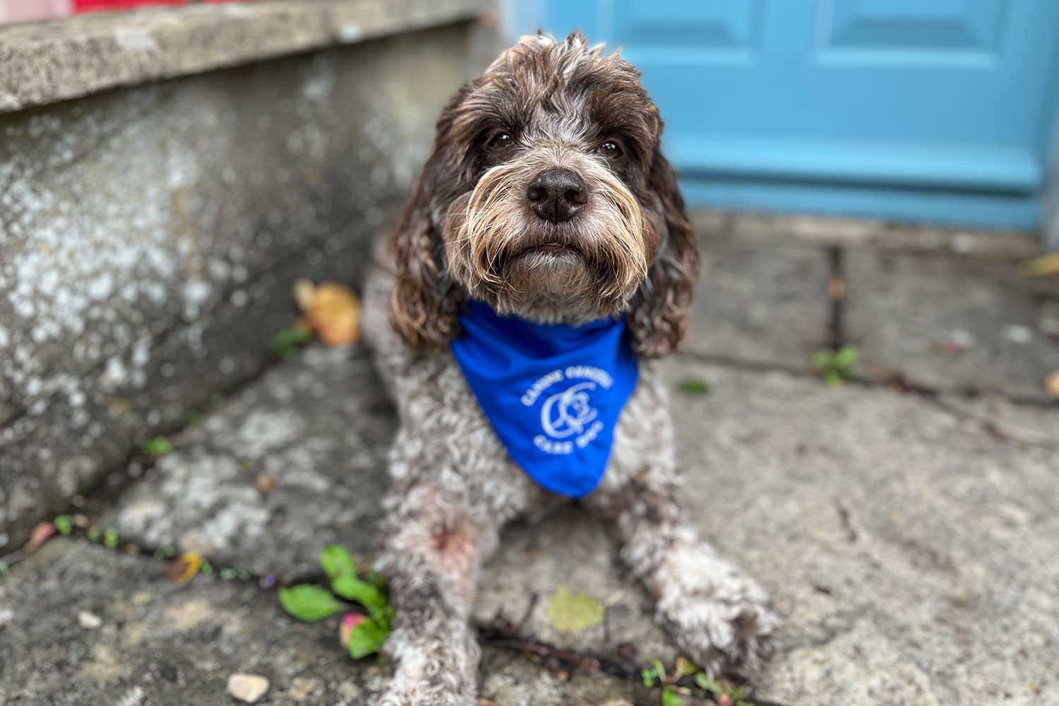 A brown and white Cockapoo wears a blue Care Dog bandana