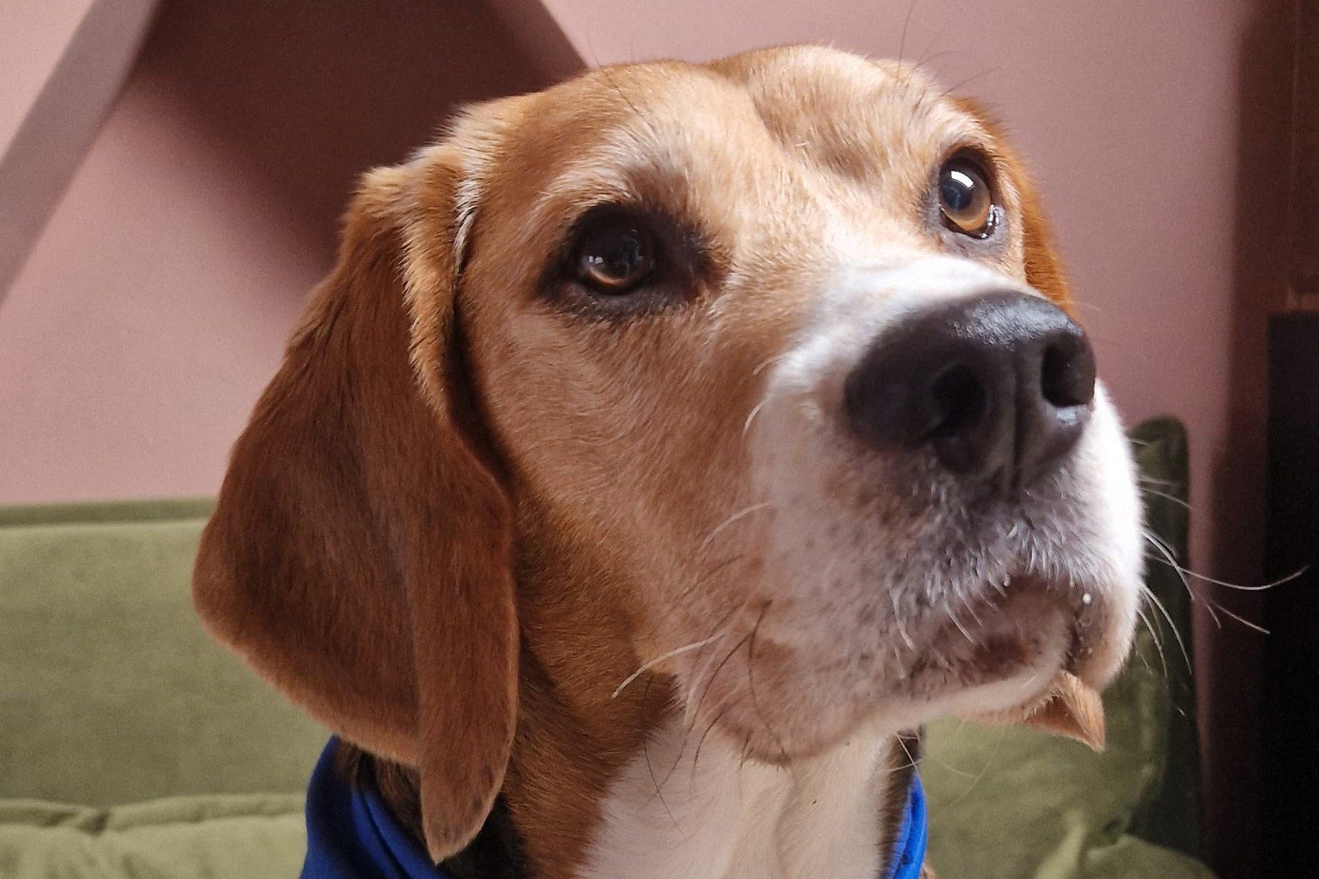 A profile picture of a care dog at Bath Spa University