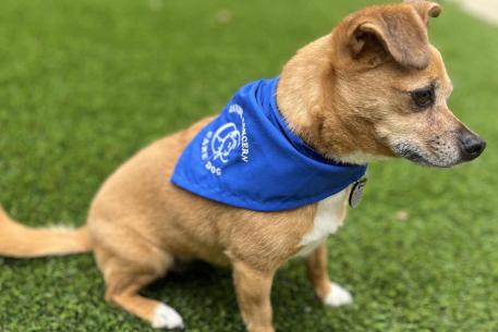 A very good girl wearing a care dog bandana