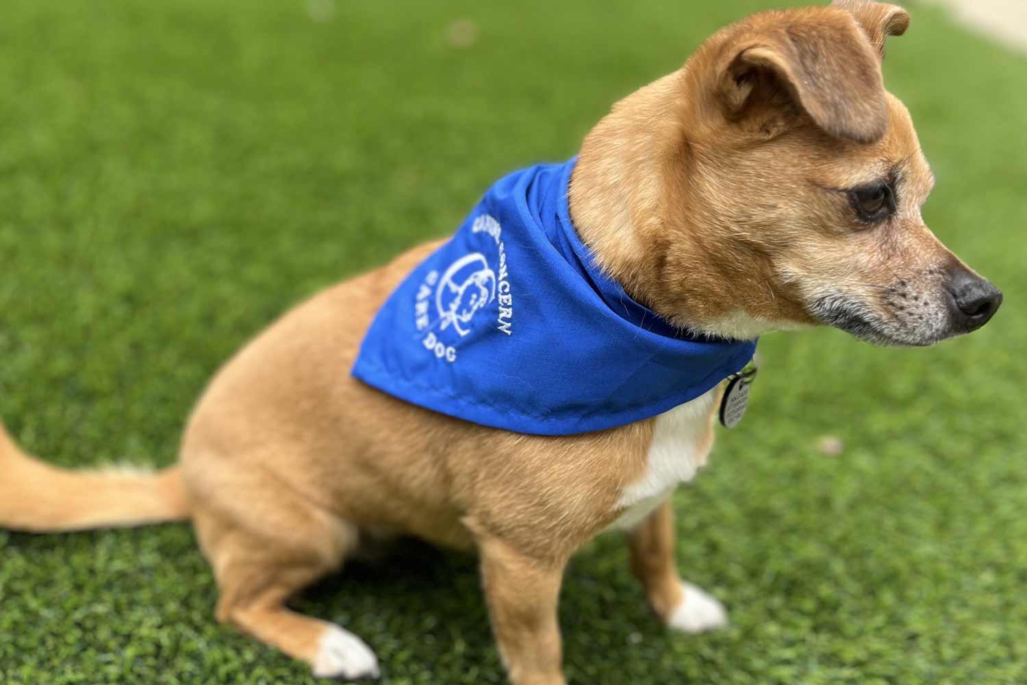 A very good girl wearing a care dog bandana