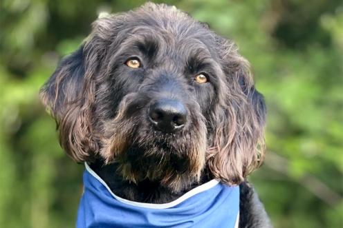Photo of dark brown labradoodle in a field with blue bandana round his neck