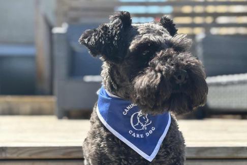 Photo of blackish mini schnauzer on concrete with a blue canine companion neckerchief