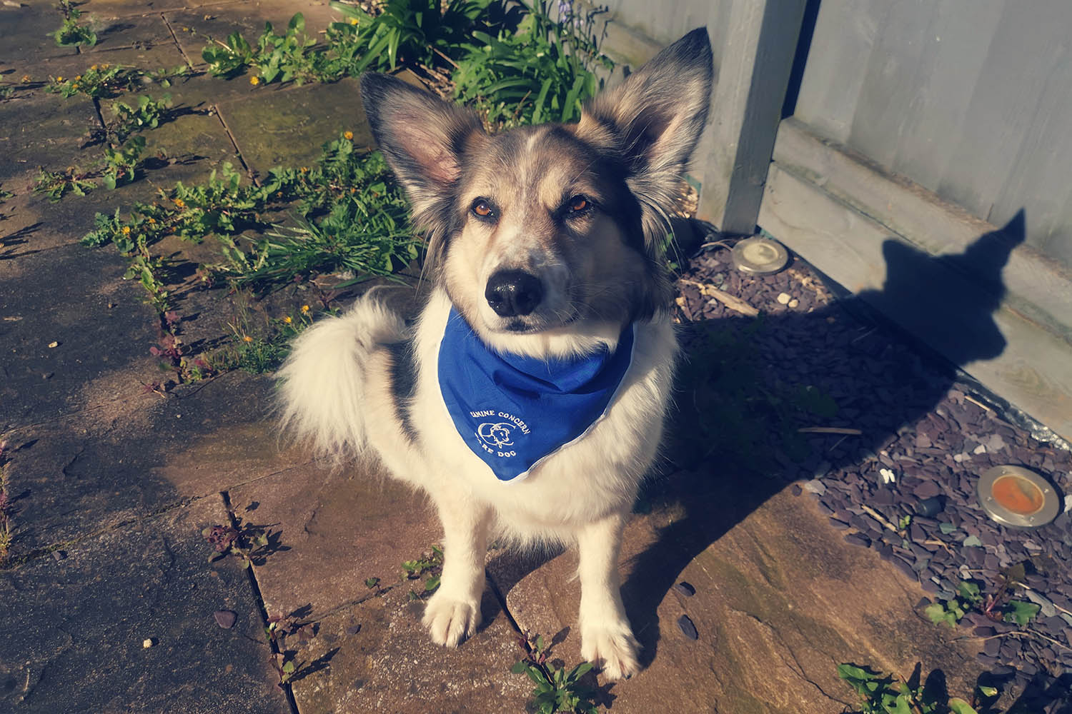 Luna, a cute care dog wearing a blue bandana.