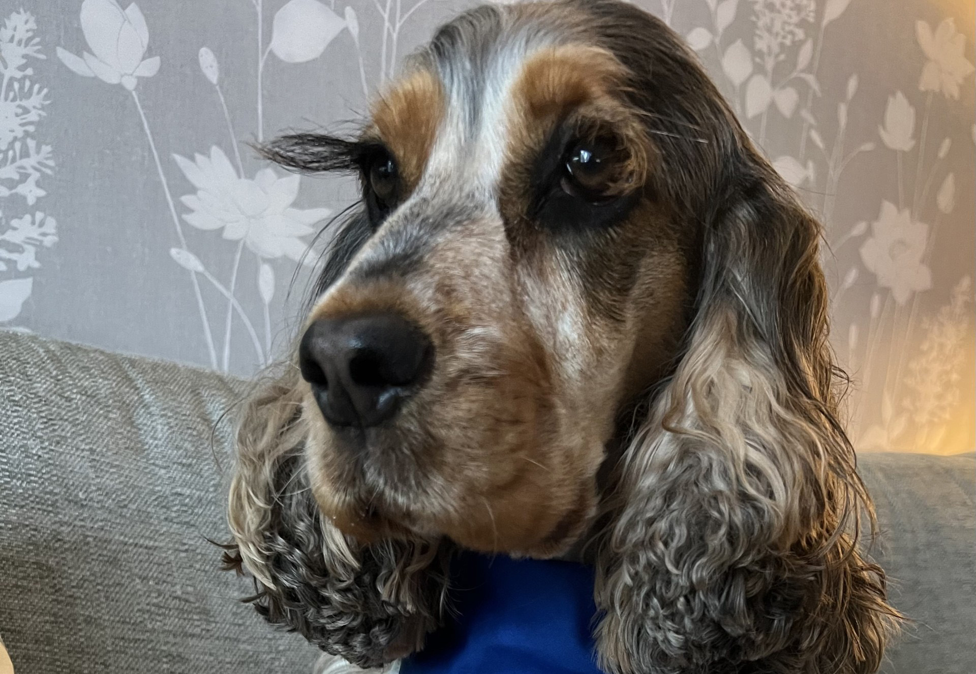 A portrait of a brown and white Cocker Spaniel