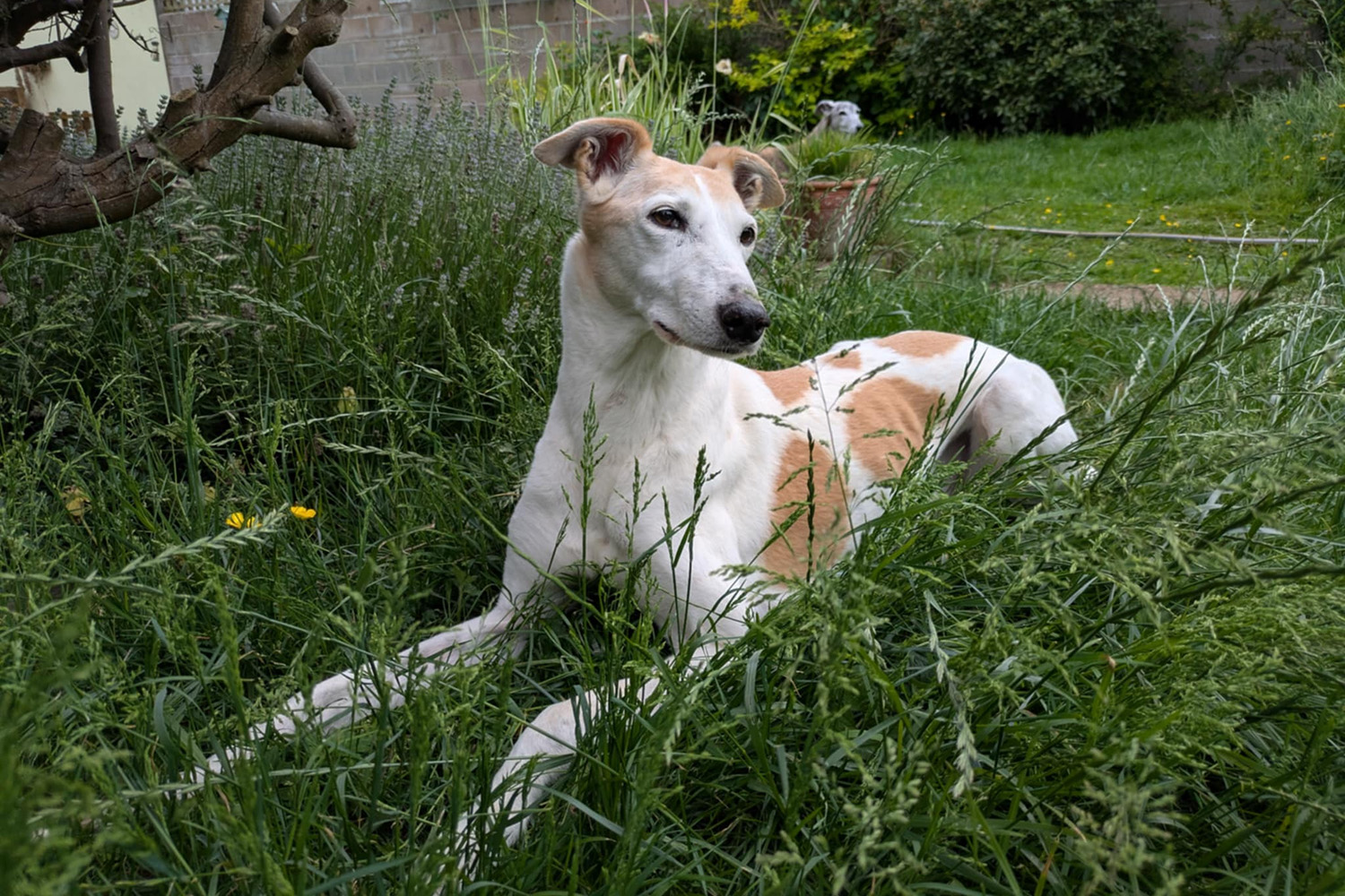 Image of a care dog called Willow.