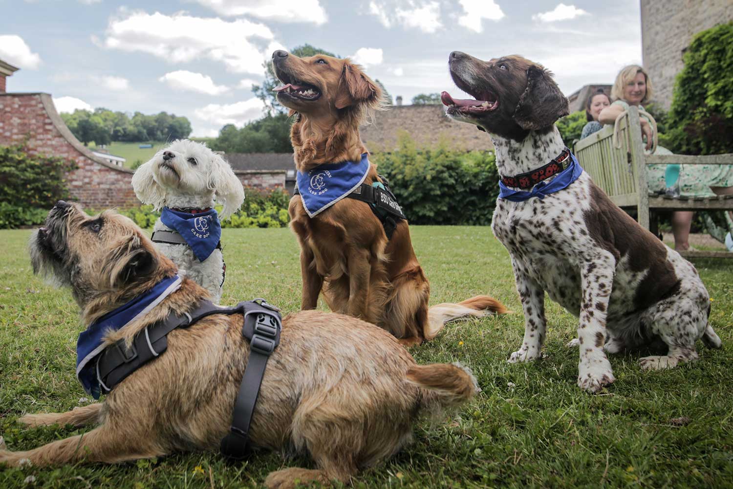 Four Bath Spa care dogs sit patiently