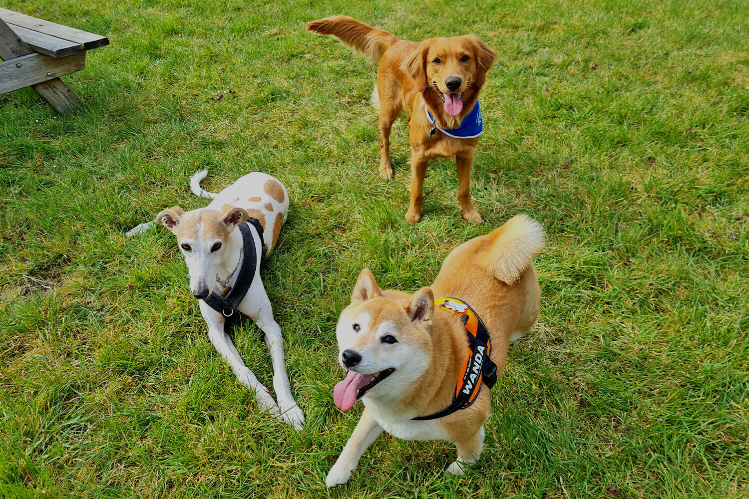 Three dogs looking happy on grass.