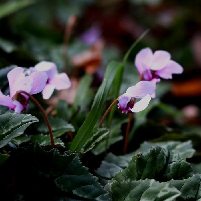 Cyclamen flowers growing on the ground