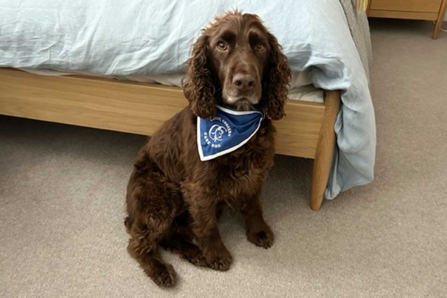 A dark brown spaniel wears a blue Care Dogs bandana