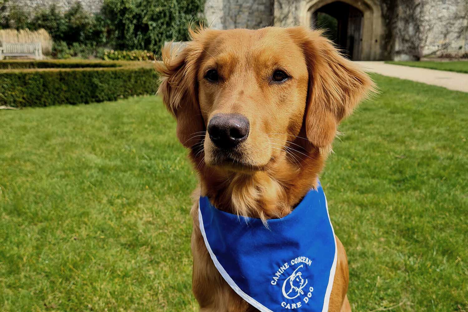 Georgie the care dog, sitting on a lawned area