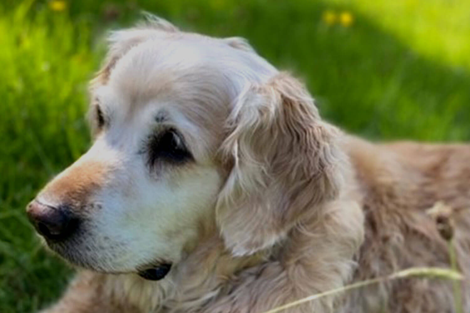 A cream-coloured Golden Retriever looks into the distance