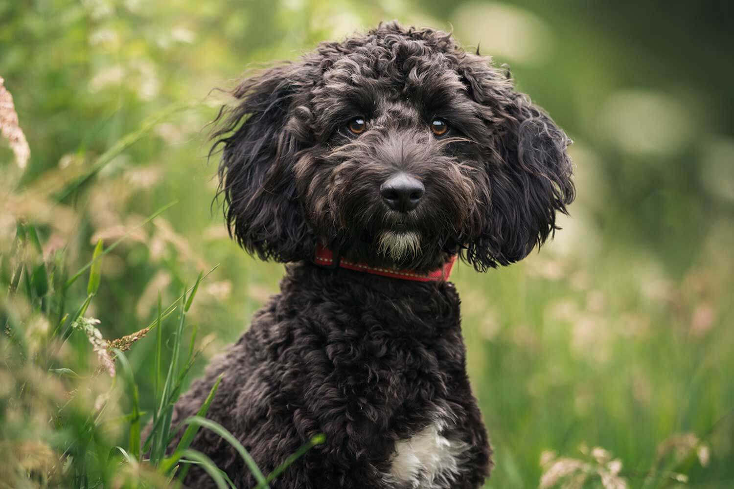 A black Cockapoo with white markings and a red collar looks at the camera