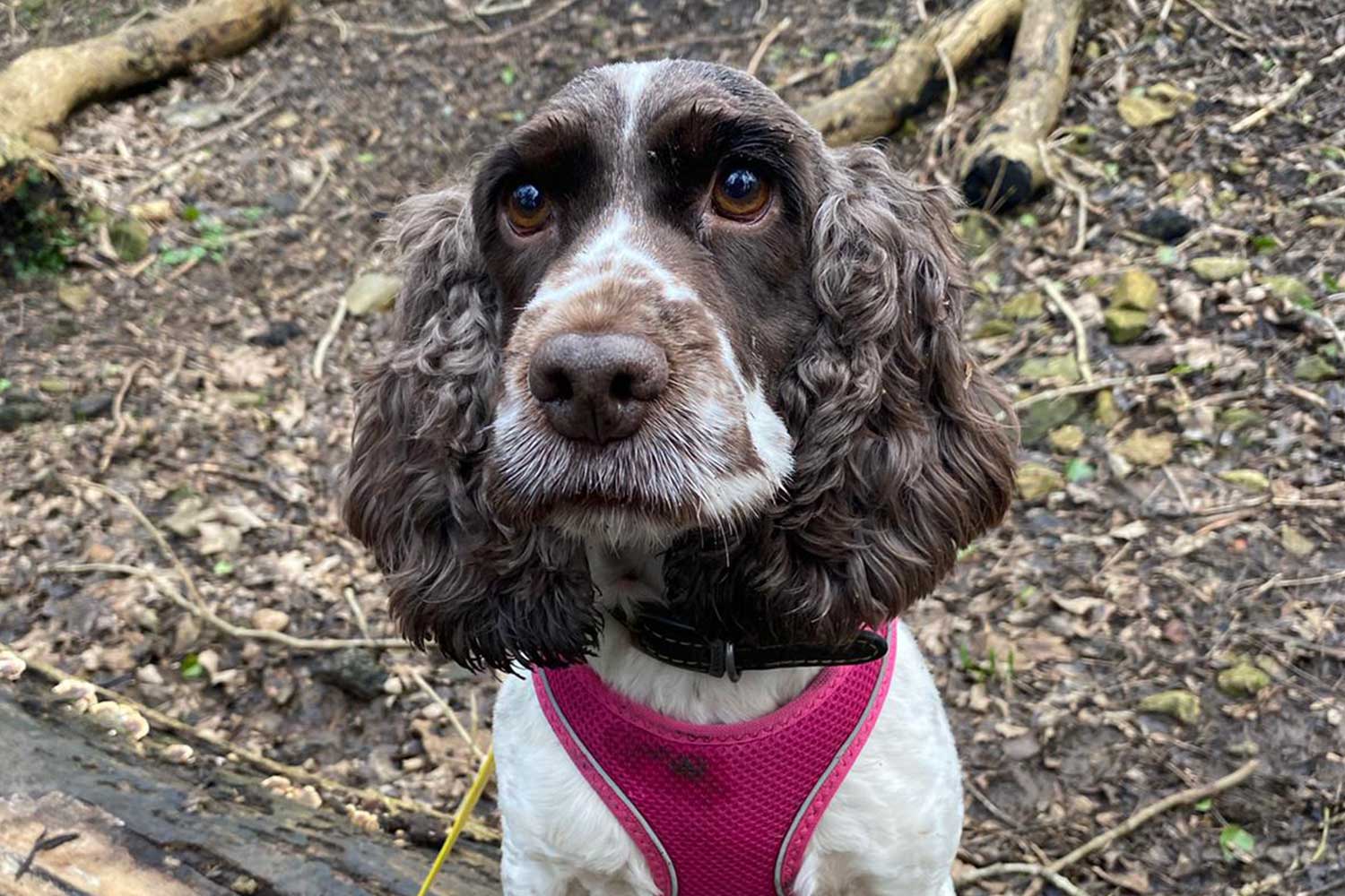 A brown and white spaniel wearing a pink harness