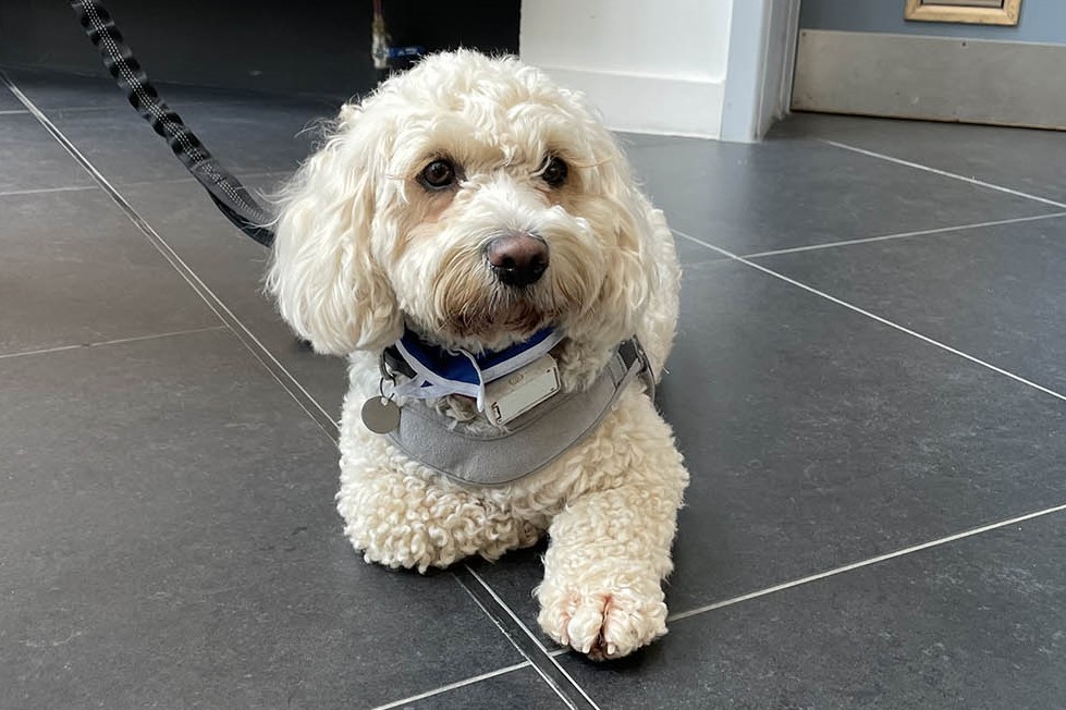 Poppy the care dog, a white cockapoo wearing a blue bandana