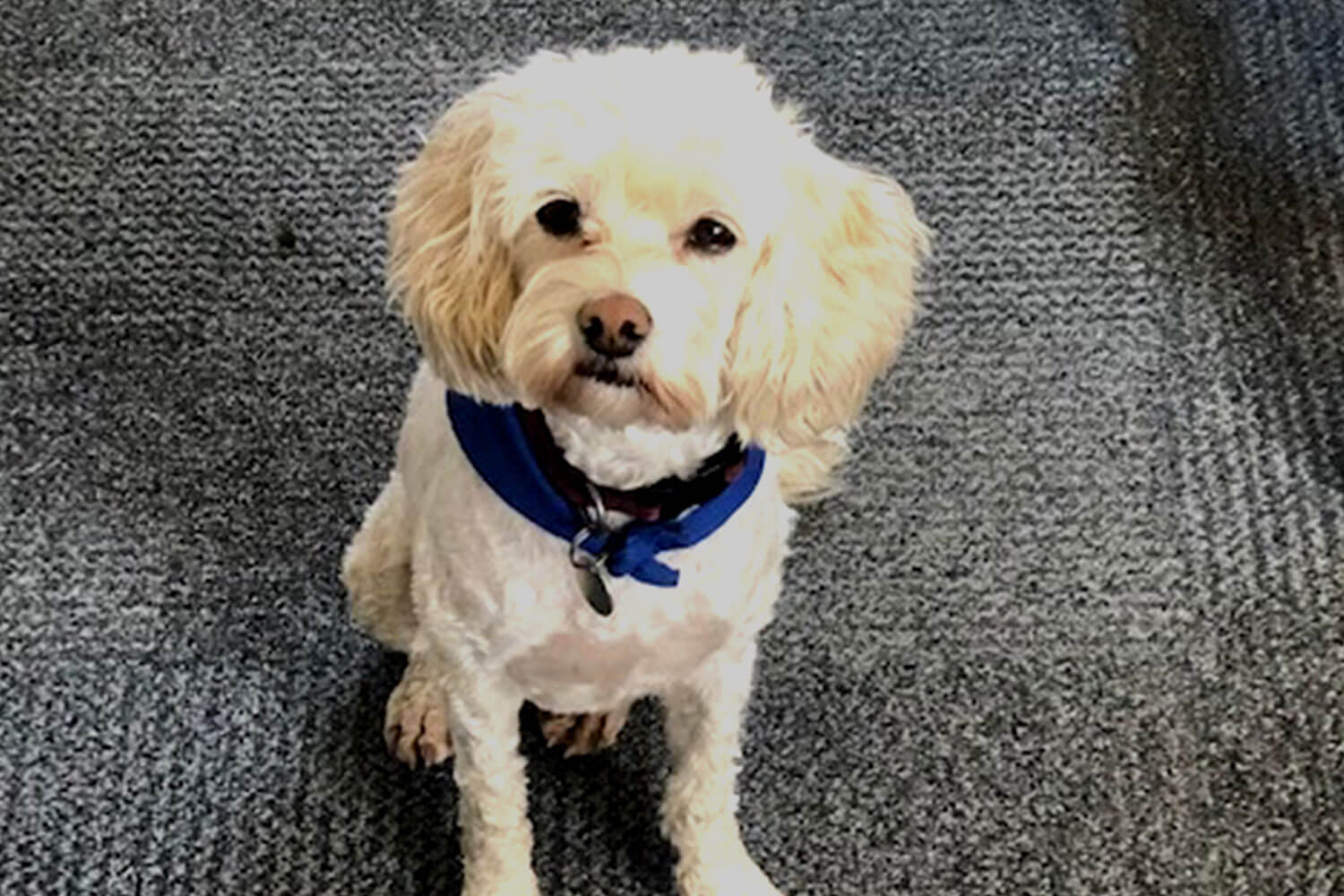 Rosie the care dog, sitting on a carpet