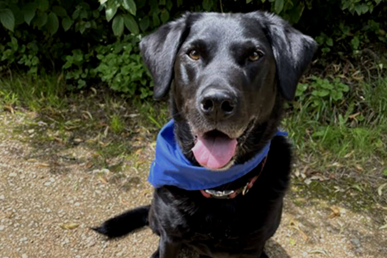 A black Labrador wearing a blue bandana