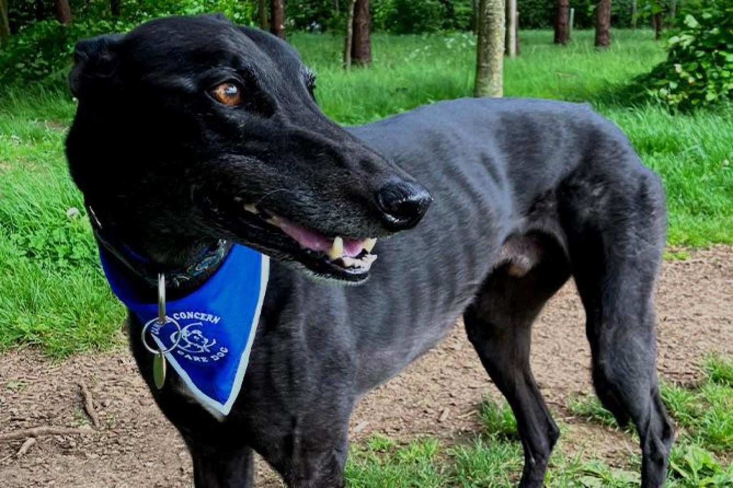 A black greyhound wearing a blue care dog bandana