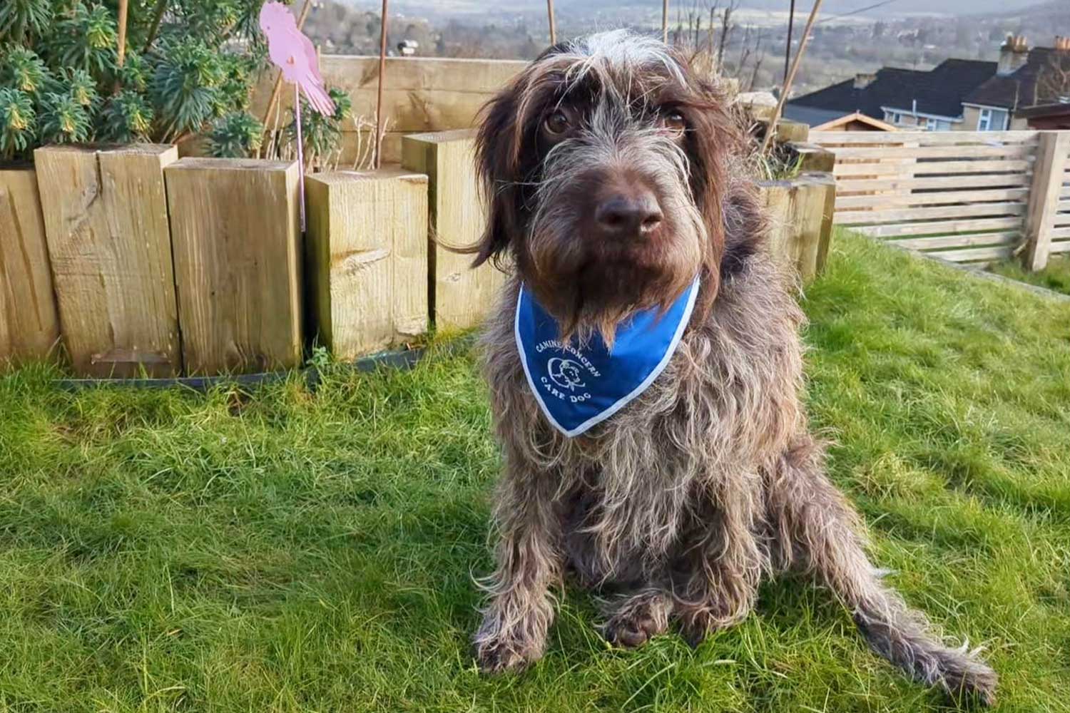 A brown dog wearing a blue bandana sits on the grass