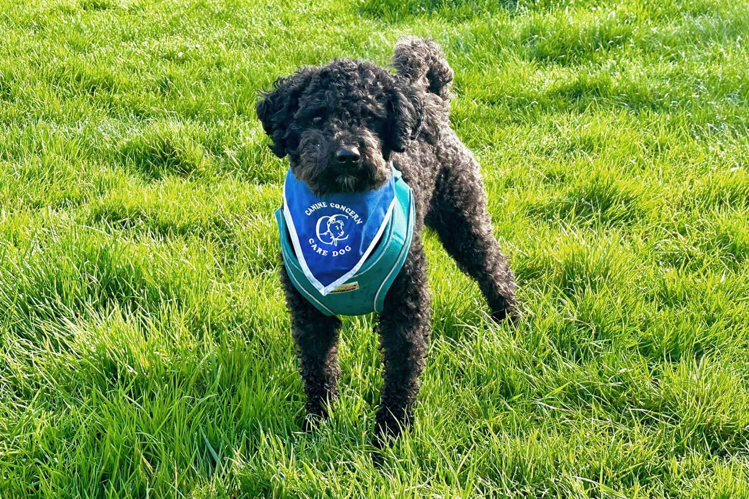 A small black dog wears a blue Canine Concern bandana