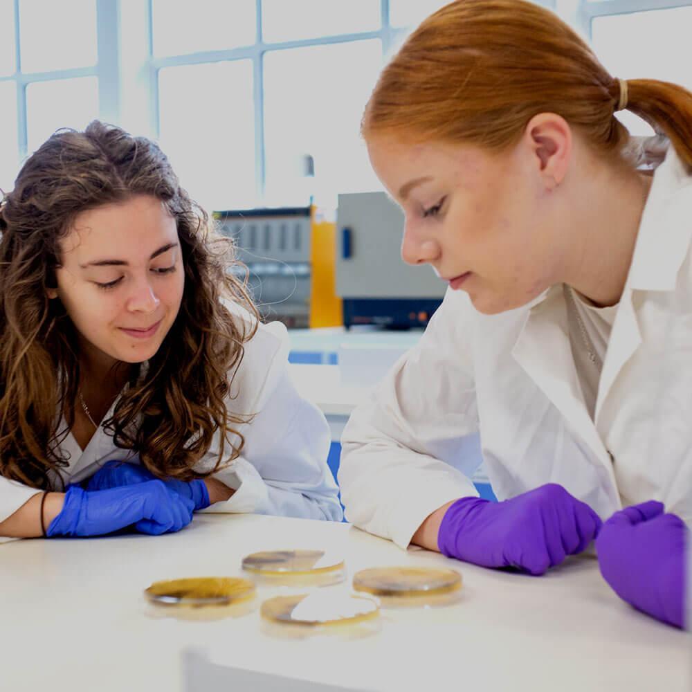 Two students in white lab coats looking at petri dishes in a laboratory