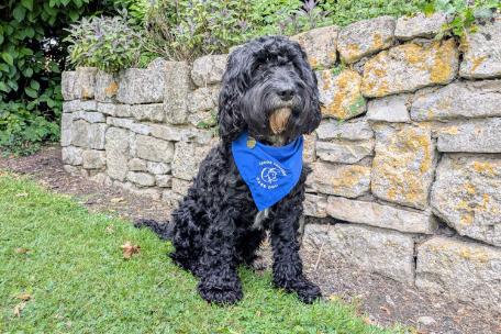 A black fluffy dog wears a blue Care Dog bandana